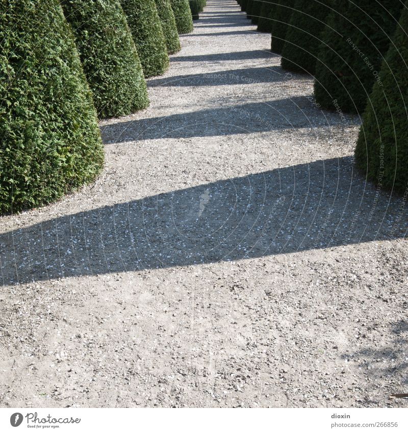 lustwandeln Umwelt Natur Pflanze Sonnenlicht Schönes Wetter Baum Blatt Grünpflanze Buchsbaum Garten Park Wege & Pfade Wachstum Gartenbau Fußweg kegelförmig