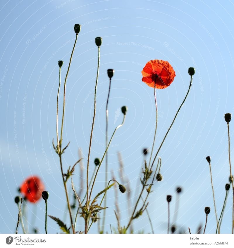 papoila Umwelt Natur Landschaft Pflanze Himmel Wolkenloser Himmel Frühling Sommer Schönes Wetter Blume Blatt Blüte Wildpflanze Mohn Wiese leuchten Wachstum