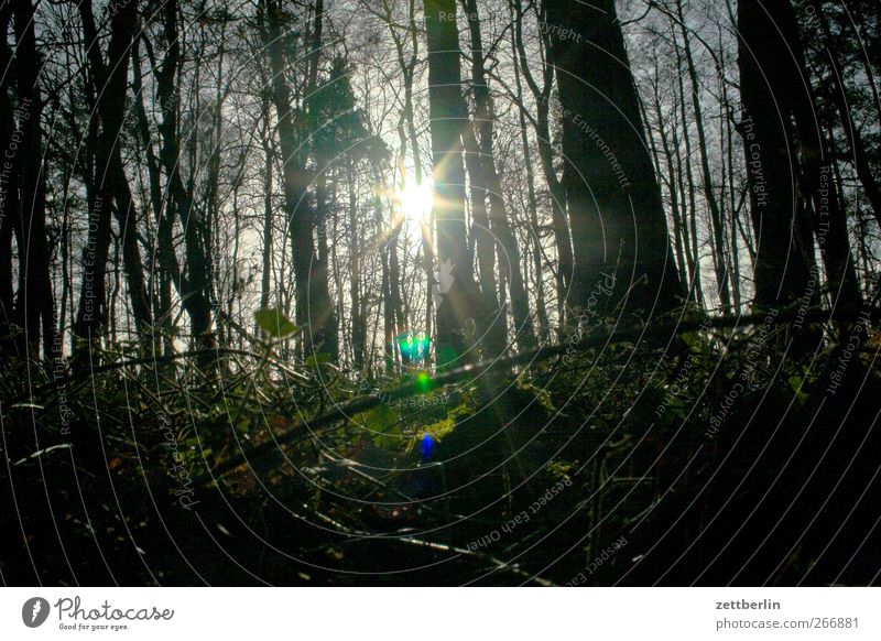 Waren/Müritz Umwelt Natur Landschaft Pflanze Sonne Sonnenlicht Frühling Winter Wald dunkel Mischwald strahlend blenden Farbfoto Gedeckte Farben Außenaufnahme