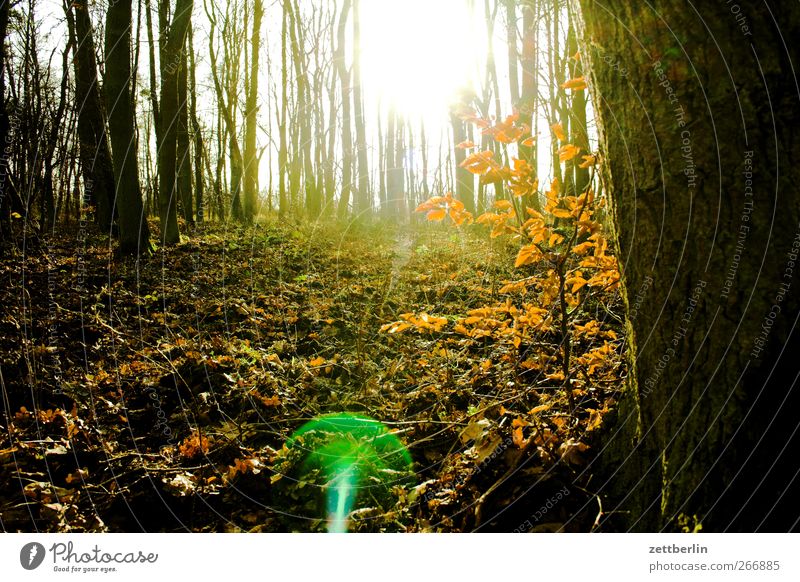 Wald Umwelt Natur Landschaft Sonnenlicht Frühling Winter Klima Klimawandel Wetter Schönes Wetter Park Wiese träumen Unterholz Müritz Naturschutzgebiet Farbfoto