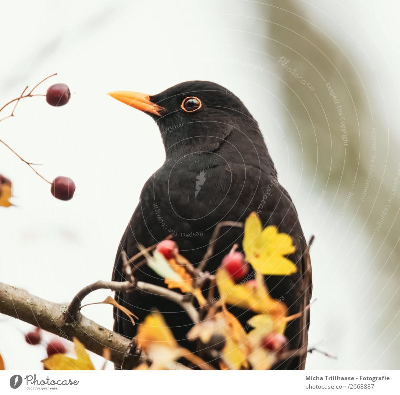 Amsel und Beeren Umwelt Natur Tier Sonnenlicht Schönes Wetter Sträucher Beerensträucher Herbstlaub Wildtier Vogel Tiergesicht Flügel Krallen Auge Schnabel Feder