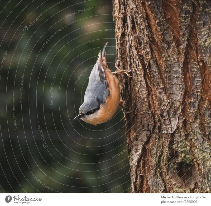 Kleiber kopfüber am Baumstamm Umwelt Natur Tier Sonnenlicht Schönes Wetter Wildtier Vogel Tiergesicht Flügel Krallen Feder Schnabel 1 beobachten Blick nah