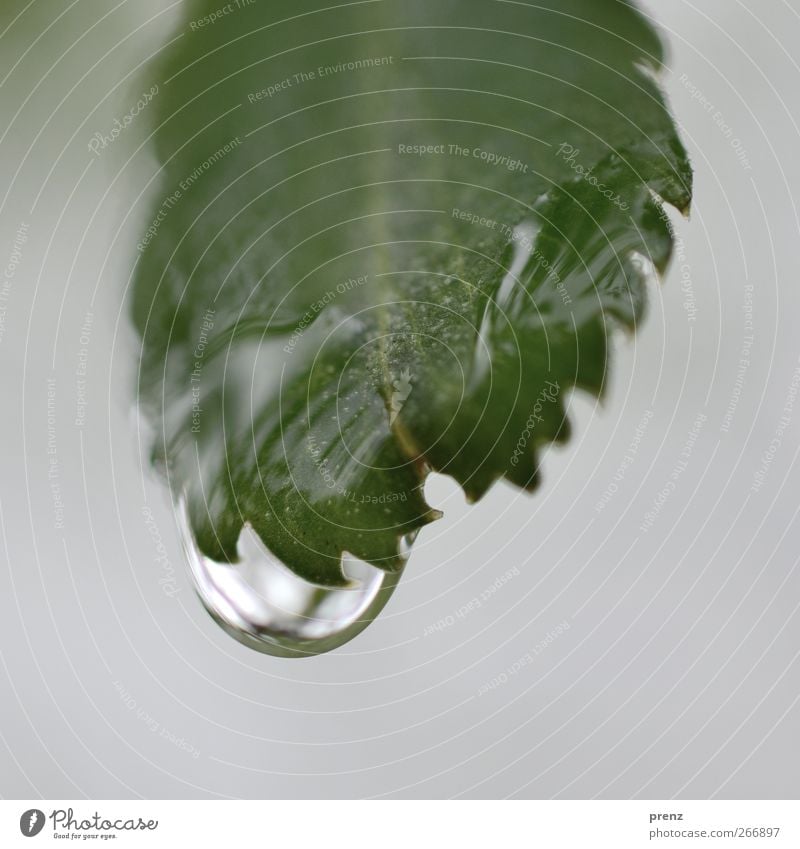 kralle Umwelt Natur Pflanze Wasser Wassertropfen Sträucher Blatt Wildpflanze grau grün Regen Blattadern Blattgrün Zacken Farbfoto Außenaufnahme Nahaufnahme