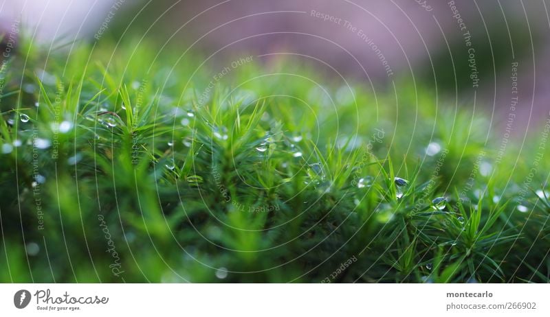 Moosperlen Umwelt Natur Pflanze Sonnenaufgang Sonnenuntergang schlechtes Wetter Gras Grünpflanze Wildpflanze authentisch frisch nass wild grün violett weiß