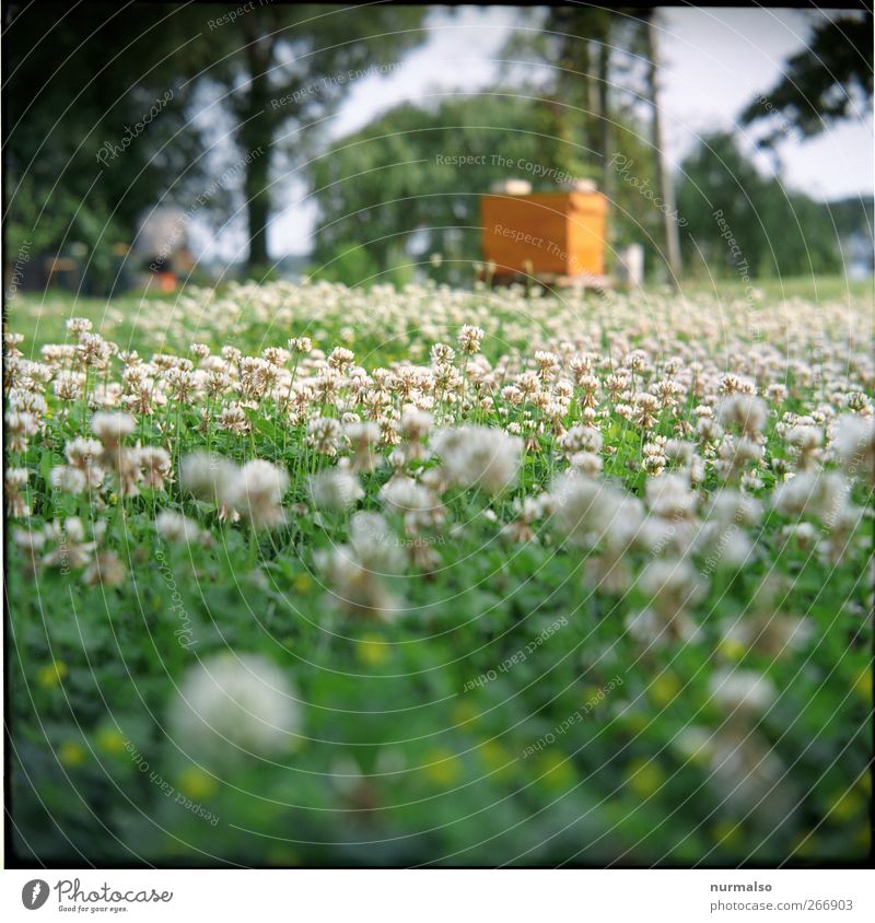 sumsenparadies Lifestyle Freizeit & Hobby imkern Garten impker Umwelt Natur Pflanze Tier Frühling Klima Schönes Wetter Gras Blüte Grünpflanze Park Wiese