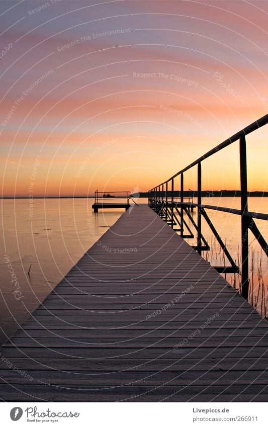 Müritzblick Natur Wasser Himmel Sonnenaufgang Sonnenuntergang Sonnenlicht Winter Schönes Wetter Pflanze Küste Seeufer Strand gelb rosa Farbfoto Morgen