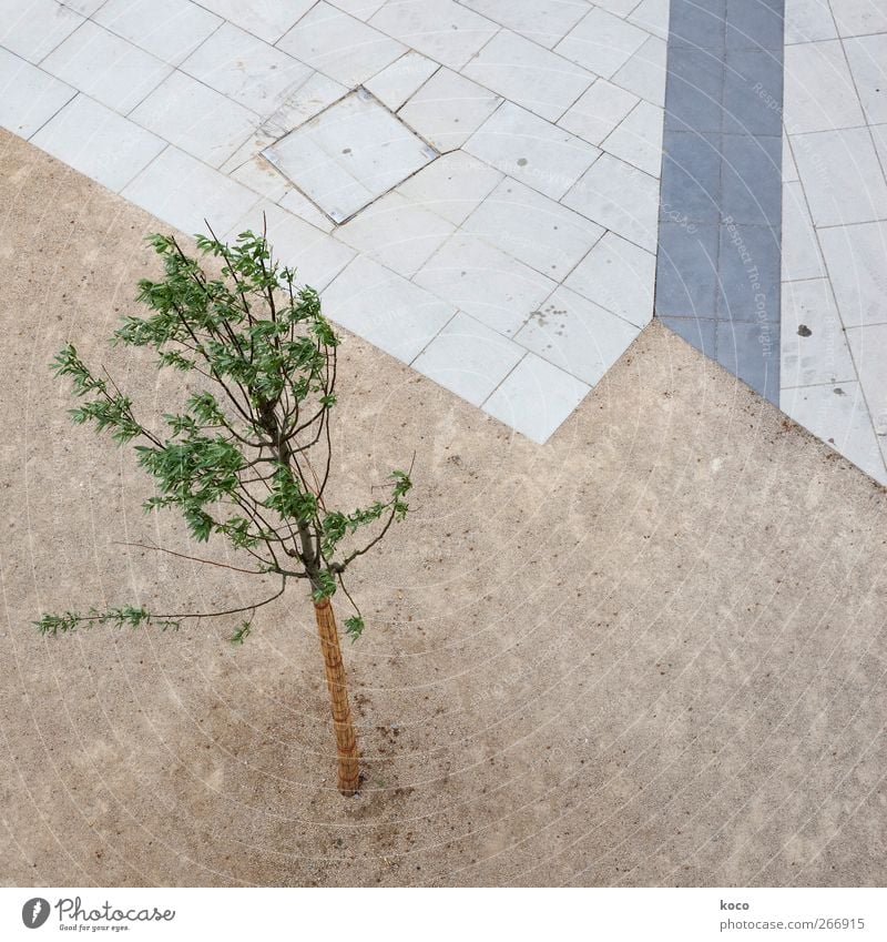 wachsen Natur Pflanze Erde Frühling Sommer Baum Park Platz Stein Sand Beton Holz Linie Wachstum dünn klein natürlich positiv rebellisch braun grau grün schwarz