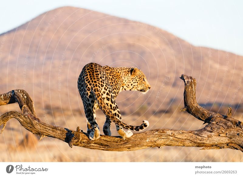 Leopard #15 Tourismus Safari Berge u. Gebirge Klettern Bergsteigen Natur Landschaft Tier Baum Gras Wüste Wildtier gefährlich Abenteuer elegant