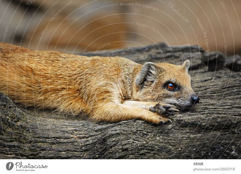 Manguste Zoo Natur Tier Baum wild gelb rot Tiere Fleischfresser gemeine Manguste Fauna lügen Säugetier Wirbeltier Tierwelt Holz Außenaufnahme