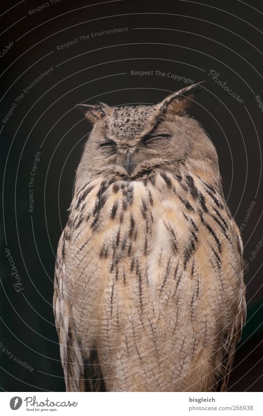 Uhu Tier Vogel Tiergesicht Zoo Feder 1 schlafen sitzen braun Weisheit Farbfoto Gedeckte Farben Außenaufnahme Menschenleer Textfreiraum oben Hintergrund neutral