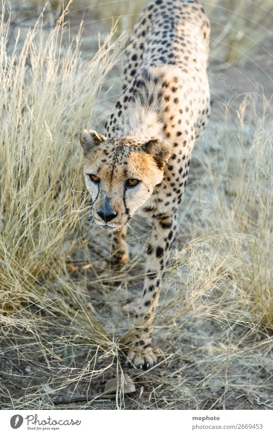 Gepard #1 Tourismus Safari Natur Tier Gras Wüste Wildtier Tiergesicht Ferien & Urlaub & Reisen Afrika Namibia Raubkatze arid Grasland portrait Landraubtier