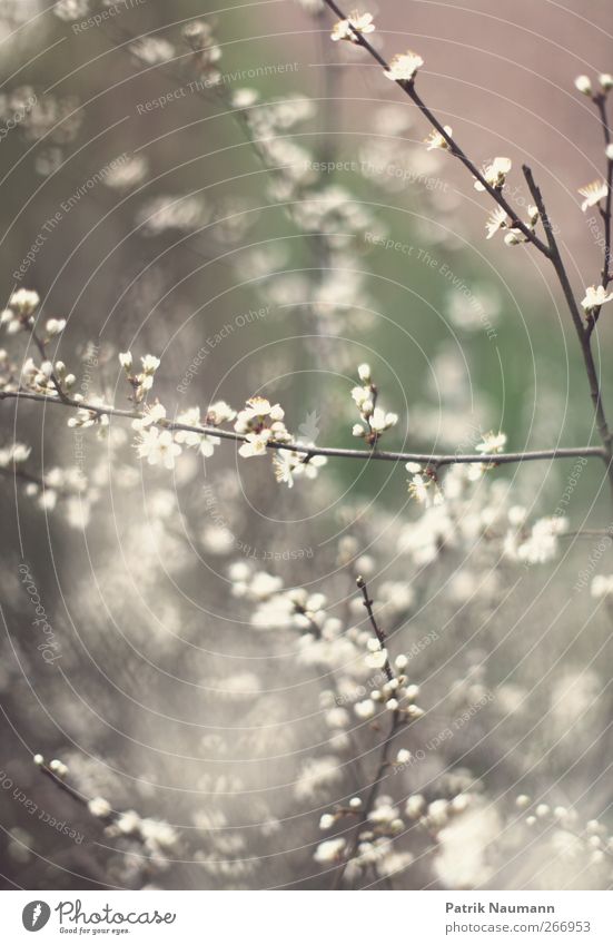 Frühling Umwelt Natur Landschaft Pflanze Tier Klimawandel Schönes Wetter Baum Blüte Blühend Duft leuchten Wachstum ästhetisch natürlich weich braun grün weiß