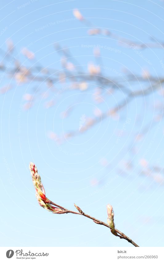 Senkrechtstarter ruhig Valentinstag Muttertag Hochzeit Geburtstag Taufe Pflanze Himmel Frühling Schönes Wetter Baum Sträucher Blatt Blüte Grünpflanze