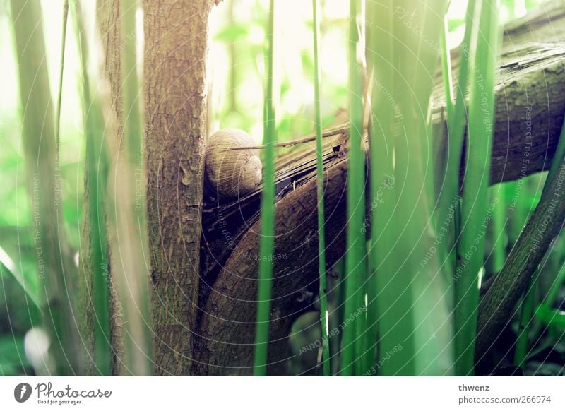 Schneckenbaumhaus Natur Baum Tier gebrauchen entdecken genießen hocken liegen warten Häusliches Leben einfach klein nah natürlich schön braun grün Gefühle