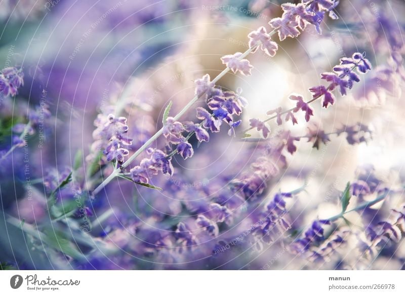 Lavendelsommer Kräuter & Gewürze Natur Sommer Pflanze Blume Sträucher Blüte sommerlich Sommerblumen Blühend Duft authentisch natürlich violett Farbfoto