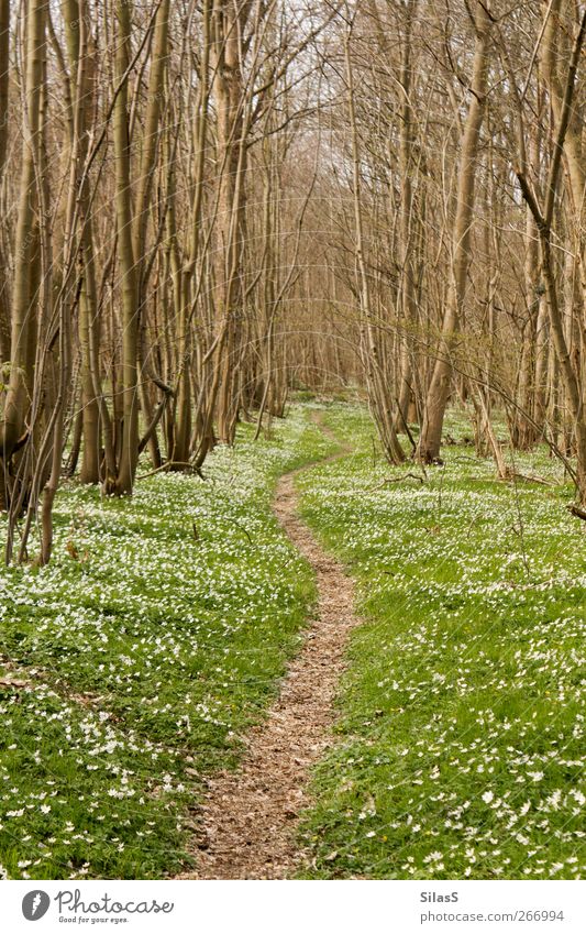 Blümchenwaldpfad Natur Frühling Schönes Wetter Pflanze Baum Blume Gras Wald Wege & Pfade braun grün weiß Frühlingsgefühle Farbfoto Außenaufnahme Menschenleer