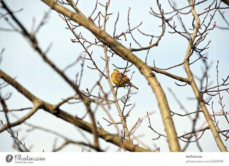 Federball Natur Himmel Wolkenloser Himmel Baum Sträucher Tier Wildtier Vogel 1 sitzen singen Ast Farbfoto Gedeckte Farben Außenaufnahme Menschenleer Morgen Tag