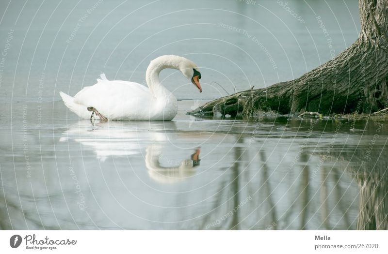 Spiegelwelten Umwelt Natur Tier Wasser Baum Baumstamm Wurzel Teich See Vogel Schwan 1 Blick Schwimmen & Baden ästhetisch frei natürlich schön Idylle Kitsch