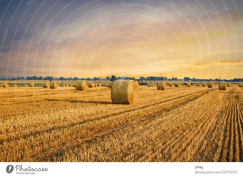 Strohballen Natur Erde Himmel Sonnenaufgang Sonnenuntergang Sommer Schönes Wetter Feld Dorf ästhetisch Freundlichkeit gelb gold orange Stimmung Farbfoto