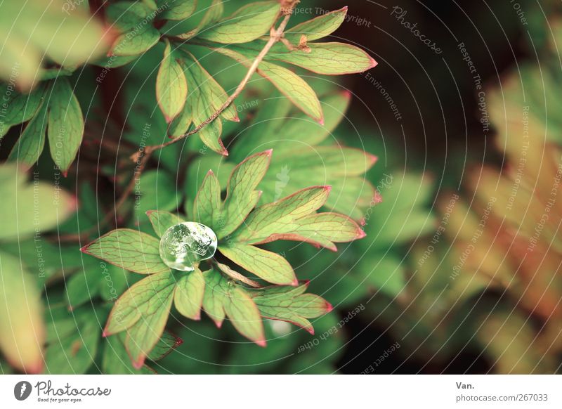 bedröppelt Natur Pflanze Wasser Wassertropfen Frühling Sträucher Blatt Garten Park braun grün Tau Eis Zweig Farbfoto Gedeckte Farben Außenaufnahme Nahaufnahme