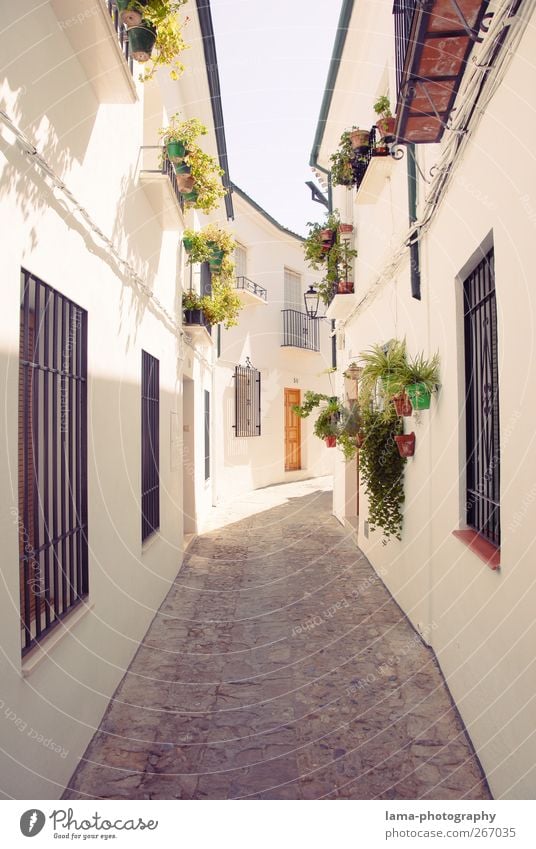 La calleja blanco [XL] Blume Topfpflanze Priego de Cordoba Andalusien Spanien Dorf Stadtzentrum Altstadt Menschenleer Haus Mauer Wand Fassade Wahrzeichen