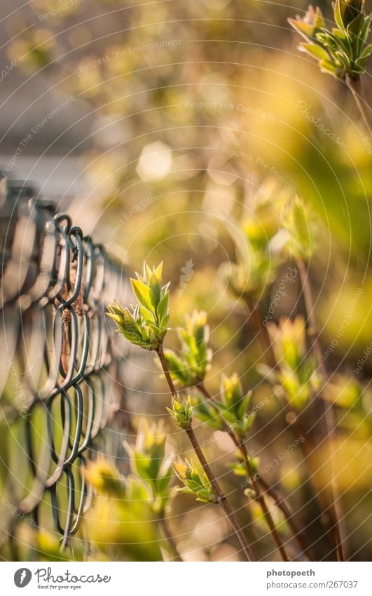 Frühlingserwachen Pflanze Sonne Sonnenlicht Blatt Grünpflanze Garten Wachstum hell grün Farbfoto Außenaufnahme Menschenleer Tag Licht Gegenlicht