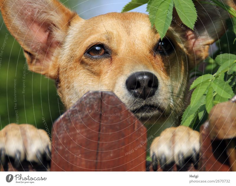 Kopf eines Mischlingshundes, der über den Zaun schaut Sträucher Blatt Garten Tier Haustier Hund Tiergesicht Fell Krallen Pfote 1 Holz beobachten Blick warten