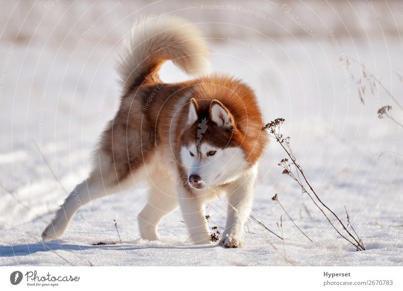 Roter Hund Husky im Schneefeld stehend in aggressiver Pose Freude Glück schön Gesicht Winter Sport Natur Tier Pelzmantel Haustier Aggression niedlich braun rot