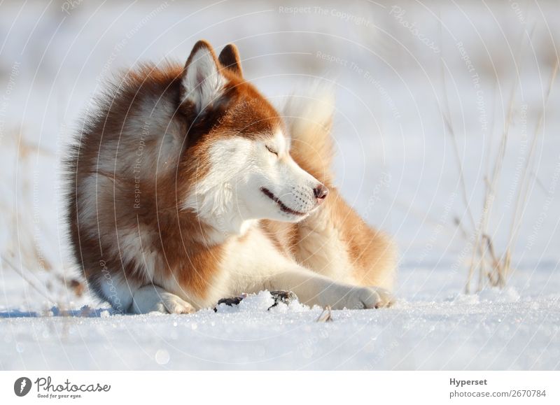 Lächelnder roter Hund Husky liegt auf dem Schnee. Freude Glück schön Gesicht Winter Sport Natur Tier Park Wald Pelzmantel Haustier niedlich braun weiß Gefühle