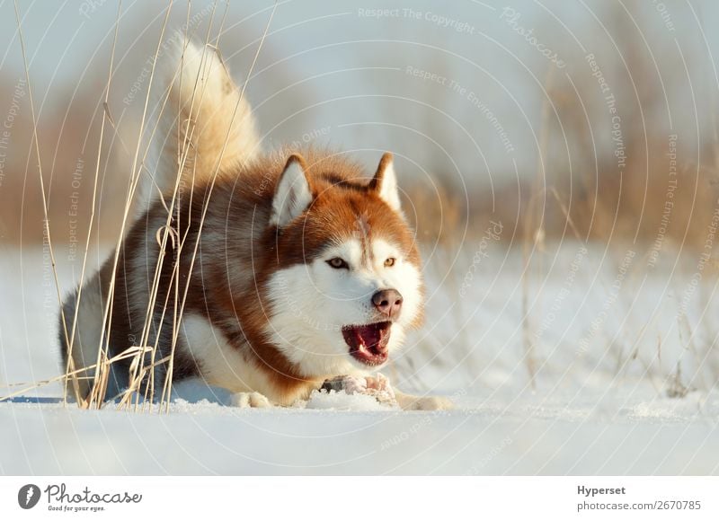 Aggressiver Hund liegt auf dem Schnee Winter Winter Outdoor Freude Glück schön Gesicht Sport Natur Landschaft Tier Park Wald Pelzmantel Haustier niedlich braun