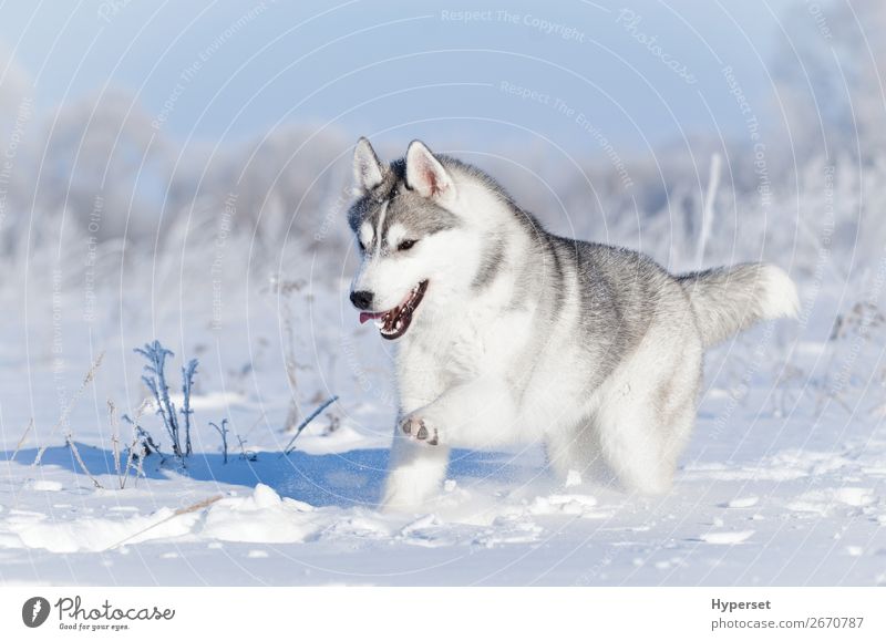 Nördlicher Schlittenhund, der im Winter im Schnee läuft. Freude Glück schön Gesicht Sport Natur Tier Himmel Gras Pelzmantel Haustier Hund niedlich weiß Gefühle