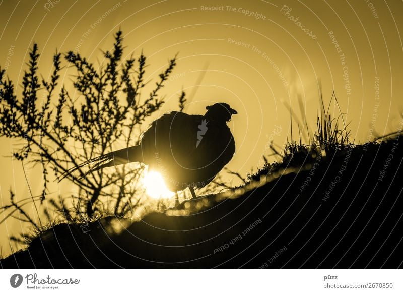 Das Huhn das goldene Eier legt Umwelt Natur Landschaft Pflanze Tier Urelemente Sonne Sonnenaufgang Sonnenuntergang Sonnenlicht Frühling Sommer Küste Strand