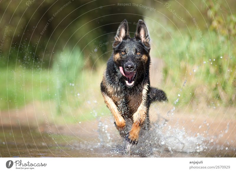 Hund Deutscher Schäferhund rennt und spielt im Wasser frontal Freude Strand Natur See Bach Fluss Bewegung Schwimmen & Baden springen Spielen Sommer Haustier