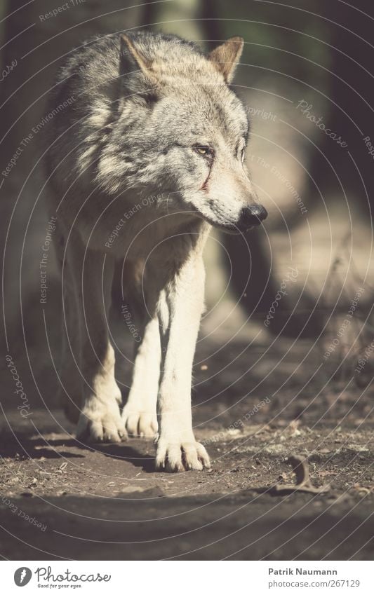 der böse Wolf Haare & Frisuren Erde Wildtier Fell Pfote Zoo Rudel beobachten fangen Fressen Blick sportlich bedrohlich groß schön kuschlig listig Neugier braun