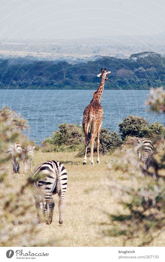 Wildlife Kenia Afrika Giraffe Zebra 4 Tier stehen blau braun Farbfoto Außenaufnahme Menschenleer Textfreiraum oben Tag