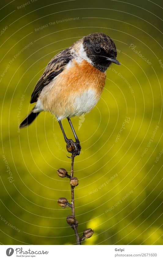 Schlanker Vogel auf einem schlanken Ast schön Leben Mann Erwachsene Umwelt Natur Tier Blume Moos Stein klein natürlich wild braun gelb weiß Schwarzkehlchen