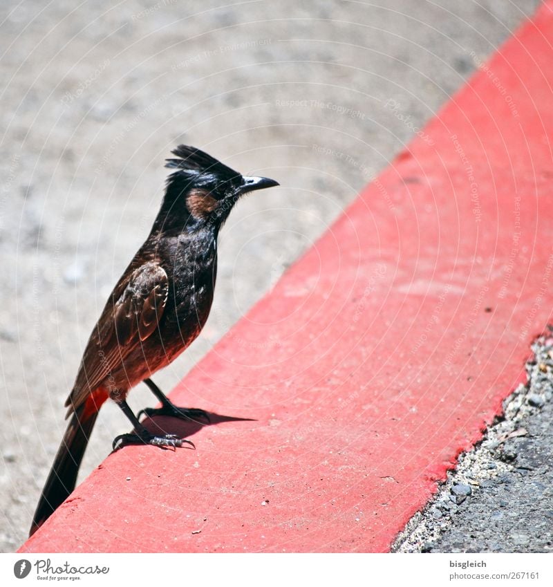 Bordsteinvogel II Tier Vogel 1 Stein Beton sitzen grau rot Farbfoto mehrfarbig Außenaufnahme Menschenleer Tag Schwache Tiefenschärfe