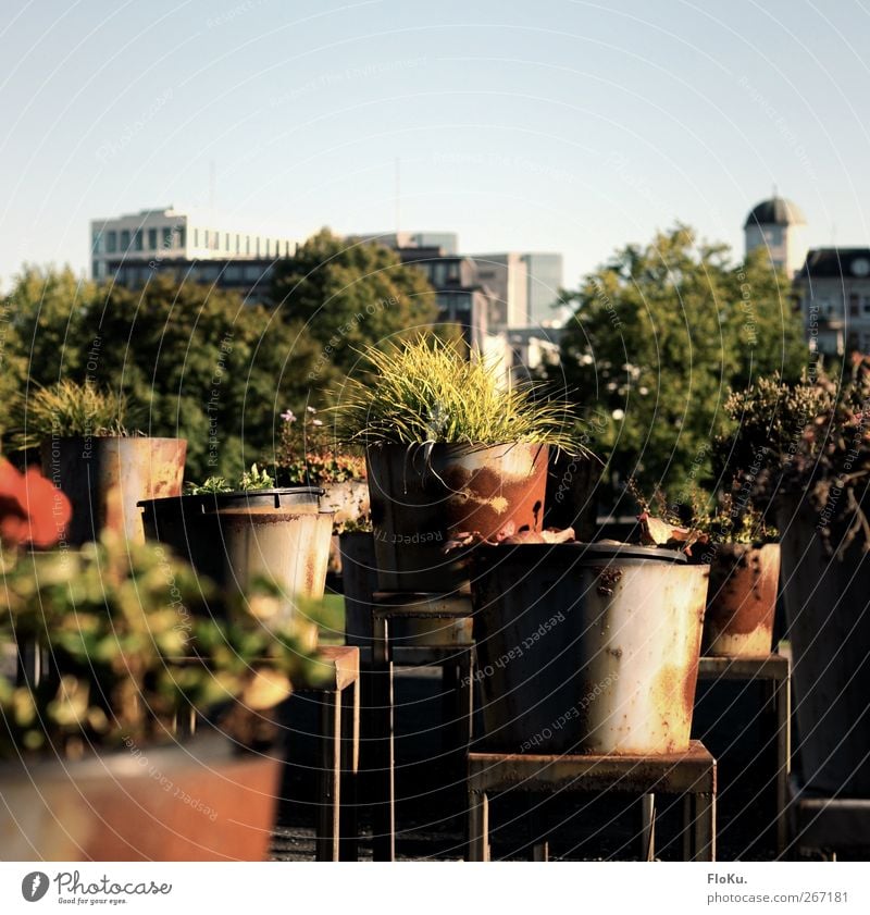 Planten un Pötte Kunst Kunstwerk Skulptur Umwelt Natur Pflanze Sommer Blume Gras Sträucher Hamburg Stadt Metall Wachstum Wärme grün Eimer Rost Installationen