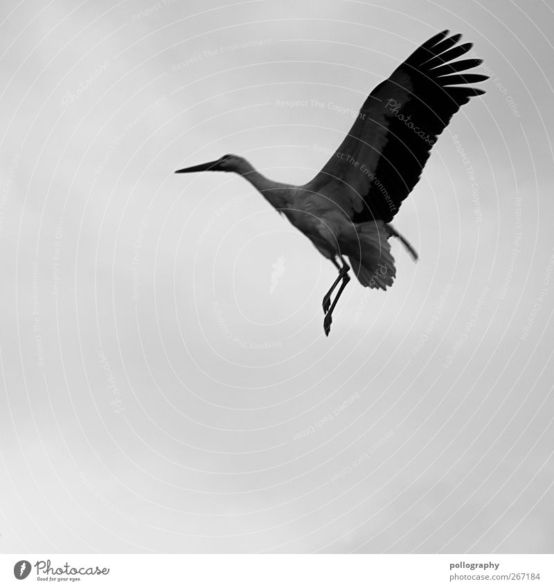 Vorsicht Tiefflieger! Luft Wolken Frühling schlechtes Wetter Tier Wildtier Storch 1 Freiheit Metallfeder Flügel Schnabel Feder Storchschnabel Schwarzweißfoto