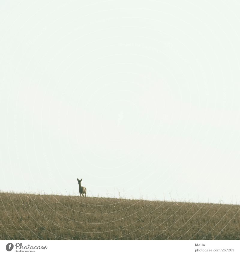 Schiefe Bahn Umwelt Natur Landschaft Tier Wiese Feld Wildtier Reh 1 Blick stehen frei natürlich Neugier Wachsamkeit Freiheit Farbfoto Außenaufnahme Menschenleer