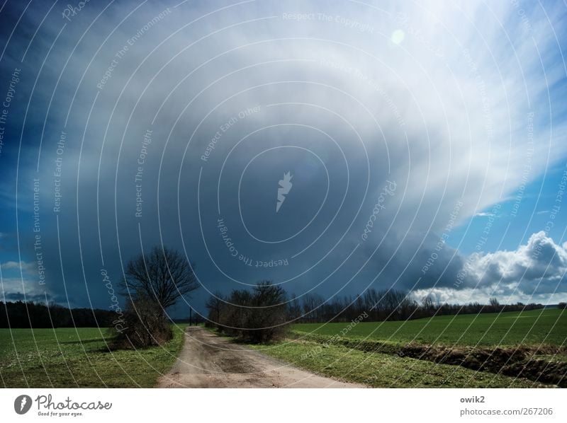 April im Fläming Umwelt Natur Landschaft Pflanze Himmel Gewitterwolken Horizont Schönes Wetter Wind Sturm Baum Gras Sträucher Grünpflanze Wildpflanze Feld