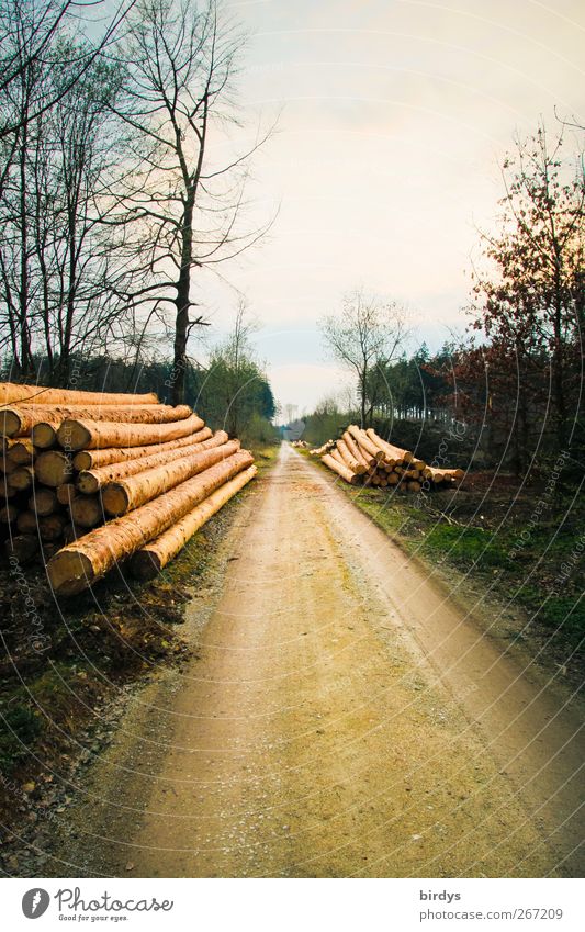 Forstwirtschaftsweg Landwirtschaft Natur Himmel Wolken Frühling Klimawandel Baum Wald Forstweg warten authentisch bedrohlich nachhaltig Hemmungslosigkeit