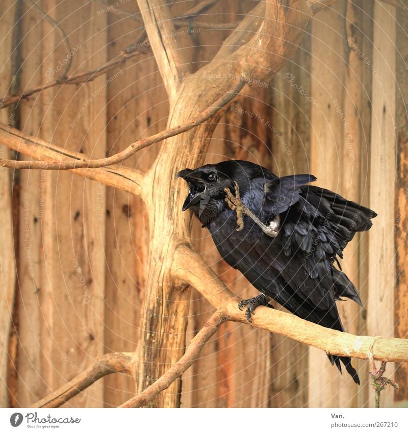 Waaas?!? Natur Tier Baum Ast Wildtier Vogel Flügel Krallen Zoo Rabenvögel Schnabel 1 Holz hören schreien braun schwarz kratzen Farbfoto mehrfarbig Außenaufnahme