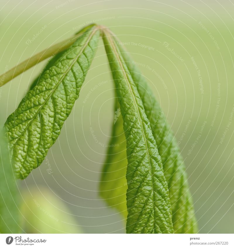 kastanie Umwelt Natur Pflanze Baum Blatt Wildpflanze grau grün Kastanienbaum Kastanienblatt Blattadern Blattgrün frisch Farbfoto Außenaufnahme Menschenleer