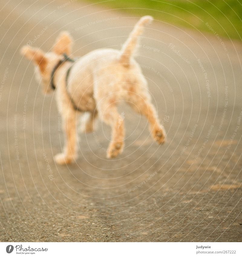 Sprung in die Unschärfe Umwelt Natur Frühling Sommer Herbst Feld Landweg Tier Haustier Hund Pudel Jagd laufen rennen Spielen frei niedlich gelb Gefühle Freude