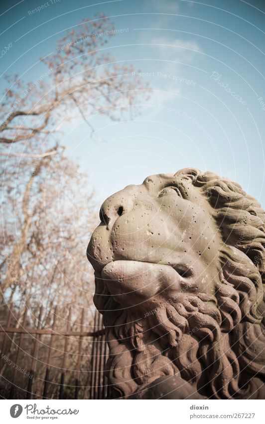 Der Löwe wär gerne los! Kunst Skulptur Bildhauerei Baum Park Wiesbaden Sehenswürdigkeit Denkmal Tier Löwenmähne Löwenkopf Stein Blick bewegungslos Farbfoto