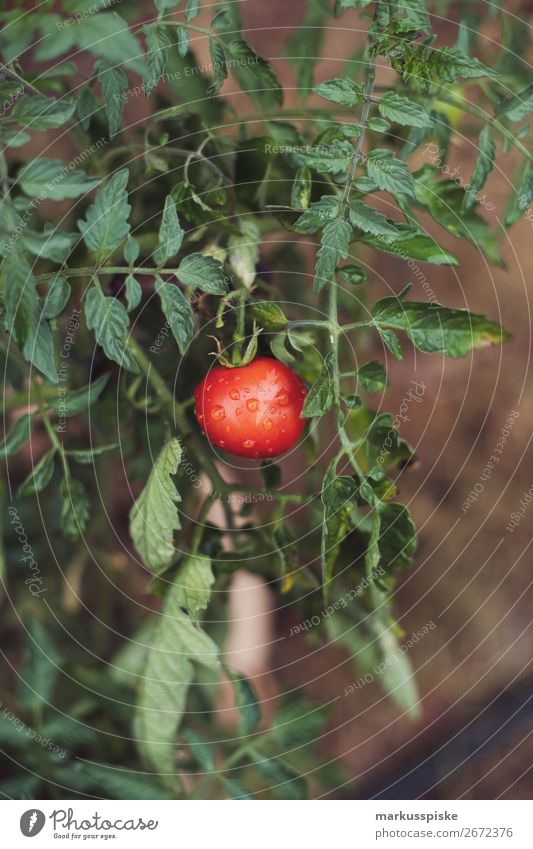 Frische Bio Tomaten Lebensmittel Gemüse Tomatenplantage Picknick Bioprodukte Vegetarische Ernährung Diät Fasten Slowfood Italienische Küche Lifestyle Gesundheit