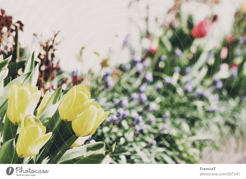 Frühlingsblumen Natur Pflanze Schönes Wetter Blume Gras Tulpe Blatt Blüte Garten Park Blühend Duft leuchten träumen Wachstum exotisch frisch schön natürlich neu