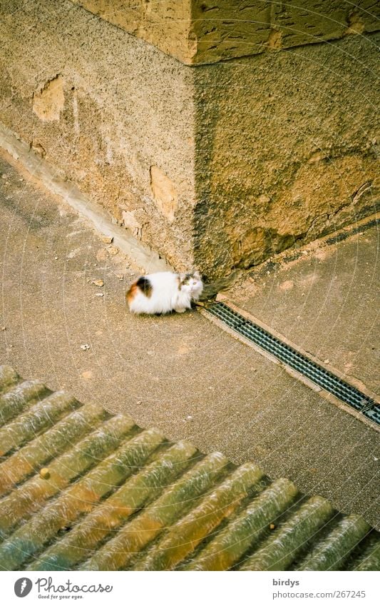 Schmoritz... Haus Mauer Wand Hausecke Ecke Vordach Gasse Katze 1 Tier Blick authentisch niedlich schön Wachsamkeit Gelassenheit Freiheit einzigartig Stadt