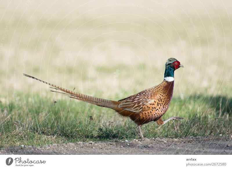 Gewöhnlicher Fasan, Phasianus colchicus Umwelt Natur Landschaft Tier Wildtier Vogel 1 stehen natürlich wild mehrfarbig Farbe hühnerartig Colchicus allgemein